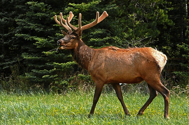 Image of an elk