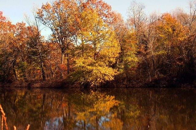 Image of an trees and pond