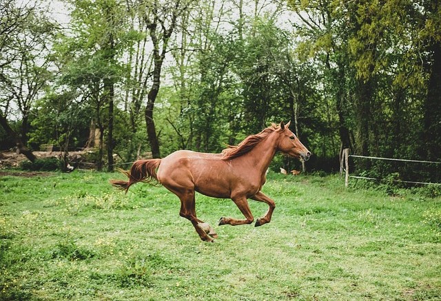 Image of a horse