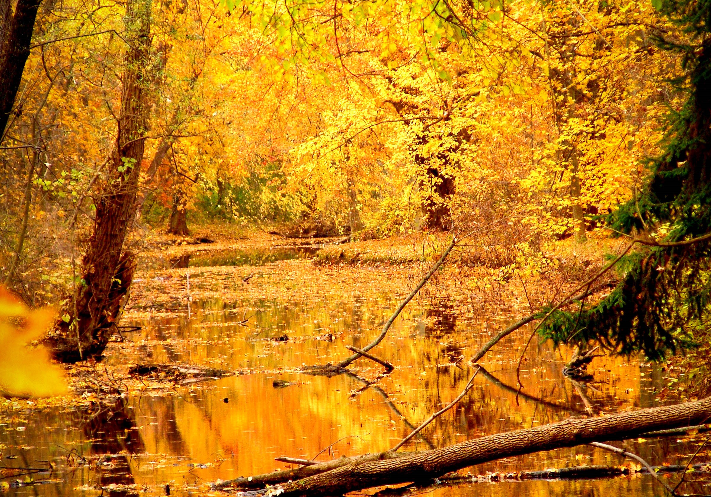 Image of ozark national forest