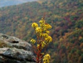 Image of wildflowers