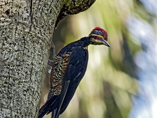 Image of a woodpecker